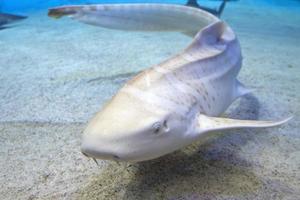 juvenile zebra shark underwater portrait photo