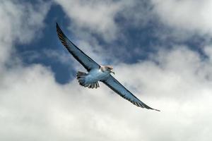Cory's shearwater bird flying over the ocean photo