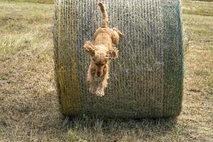 Dog puppy cocker spaniel coming to you jumping from grain wheat ball photo