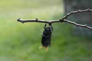 Stag beetle close up macro photo