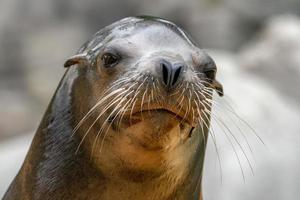 Southamerican sea lion male portrait photo