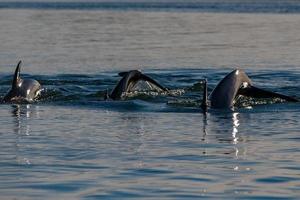 common dolphin jumping outside the ocean photo