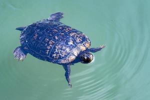 central park new york turtle while swimming photo