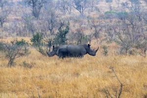 rhino face opposite kruger park south africa photo