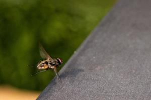 fly macro close up portrait while flying photo