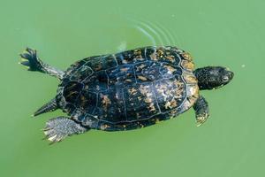 central park new york turtle while swimming photo