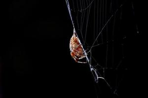 araña mientras pone web sobre fondo negro foto