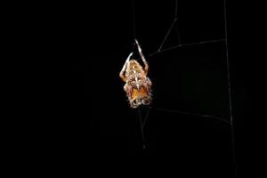 spider while laying web on black background photo