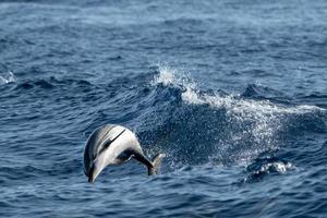 delfines rayados mientras saltan en el mar azul profundo foto