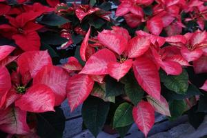 flor de pascua navidad estrella planta detalle foto