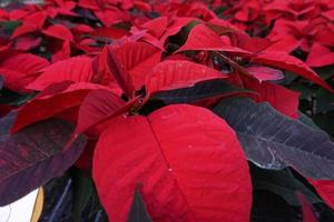 flor de pascua navidad estrella planta detalle foto