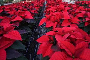 flor de pascua navidad estrella planta detalle foto