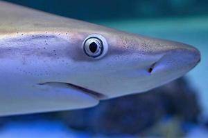 detalle de primer plano de ojo de tiburón foto
