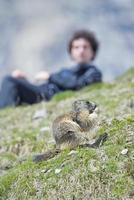 marmota aislada sentada y comiendo foto