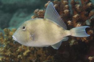 Trigger fish close up photo