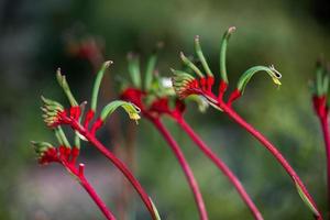 canguro pow flor oeste de australia foto