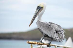 Brown Pelican portrait photo