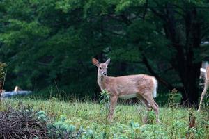 white tail deer portrait under the rain near the houses in new york state county countryside photo