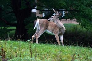 retrato de venado cola blanca bajo la lluvia cerca de las casas en el campo del condado del estado de nueva york foto