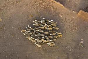 A sheep flock herd in Maroc near  Marrakech aerial view photo