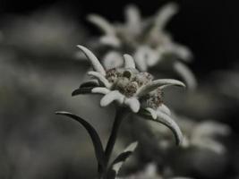 edelweiss alpine star flower detail close up photo