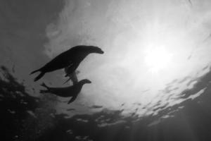 Puppy and mother sea lion silhouette underwater in black and white photo