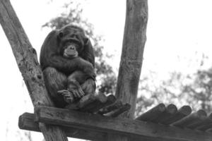 Ape chimpanzee monkey in black and white photo