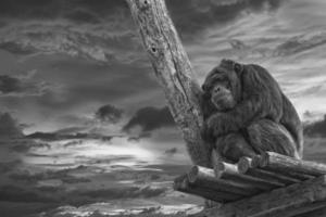 Ape chimpanzee monkey in black and white photo