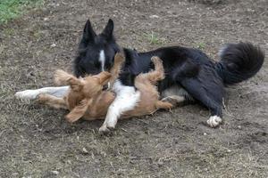 in love kissing puppy dog cocker spaniel and border collie photo