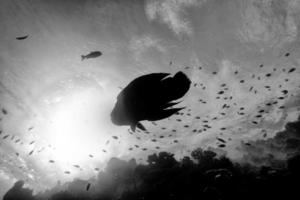 Napoleon fish underwater portrait close up in Maldives photo