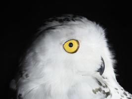 snow owl portait isolated on black photo