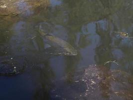 trout in a lake underwater photo