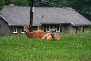 white tail deers near the houses in new york state county countryside photo