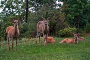 white tail deers under the rain near the houses in new york state county countryside photo