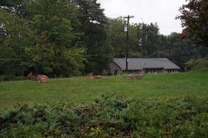 white tail deers near the houses in new york state county countryside photo