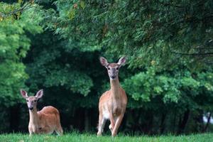 white tail deers under the rain near the houses in new york state county countryside photo