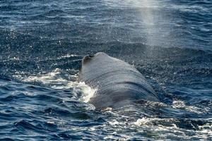 sperm whale on sea surface close up portrait breathing photo