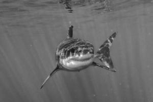 Great White shark attack photo