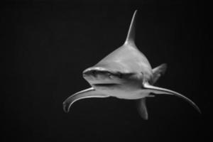 Shark attack in black and white photo