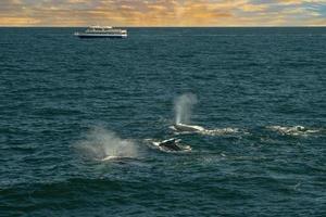 humpback whale in cape cod whale watching while blowing at sunset near boat photo