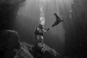 beautiful blonde girl playing with sea lion underwater photo