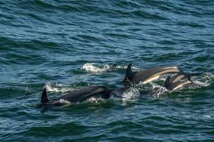 atlantic white sided dolphins in cape cod whale watching Leucopleurus acutus photo