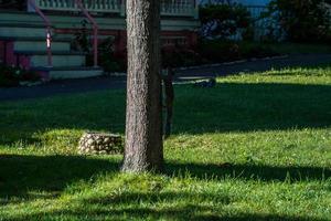 a squirrel looking at you from a tree photo