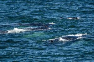 humpback whale in cape cod whale watching while eating with atlantic dolphins photo