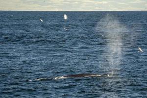 Fin whale in cape cod whale watching photo