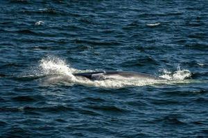 Minke whale in cape cod whale watching while eating photo