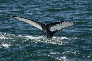 humpback whale in cape cod whale watching while fluking photo
