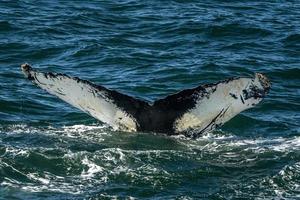 humpback whale in cape cod whale watching while fluking photo