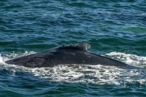 damaged humpback whale in cape cod whale watching while blowing photo