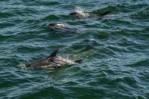 atlantic white sided dolphins in cape cod whale watching Leucopleurus acutus photo